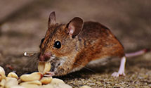 24 Hour & Emergency Exterminators in Harkers Is, NC